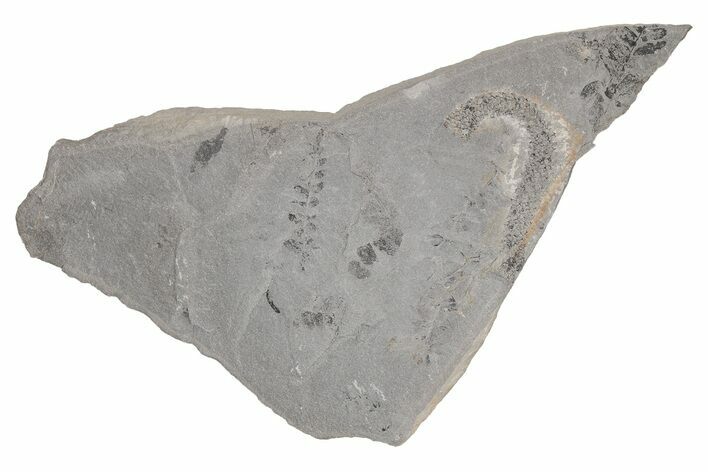 Pennsylvanian Fossil Flora Plate - Kentucky #214186